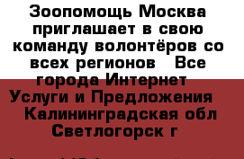 Зоопомощь.Москва приглашает в свою команду волонтёров со всех регионов - Все города Интернет » Услуги и Предложения   . Калининградская обл.,Светлогорск г.